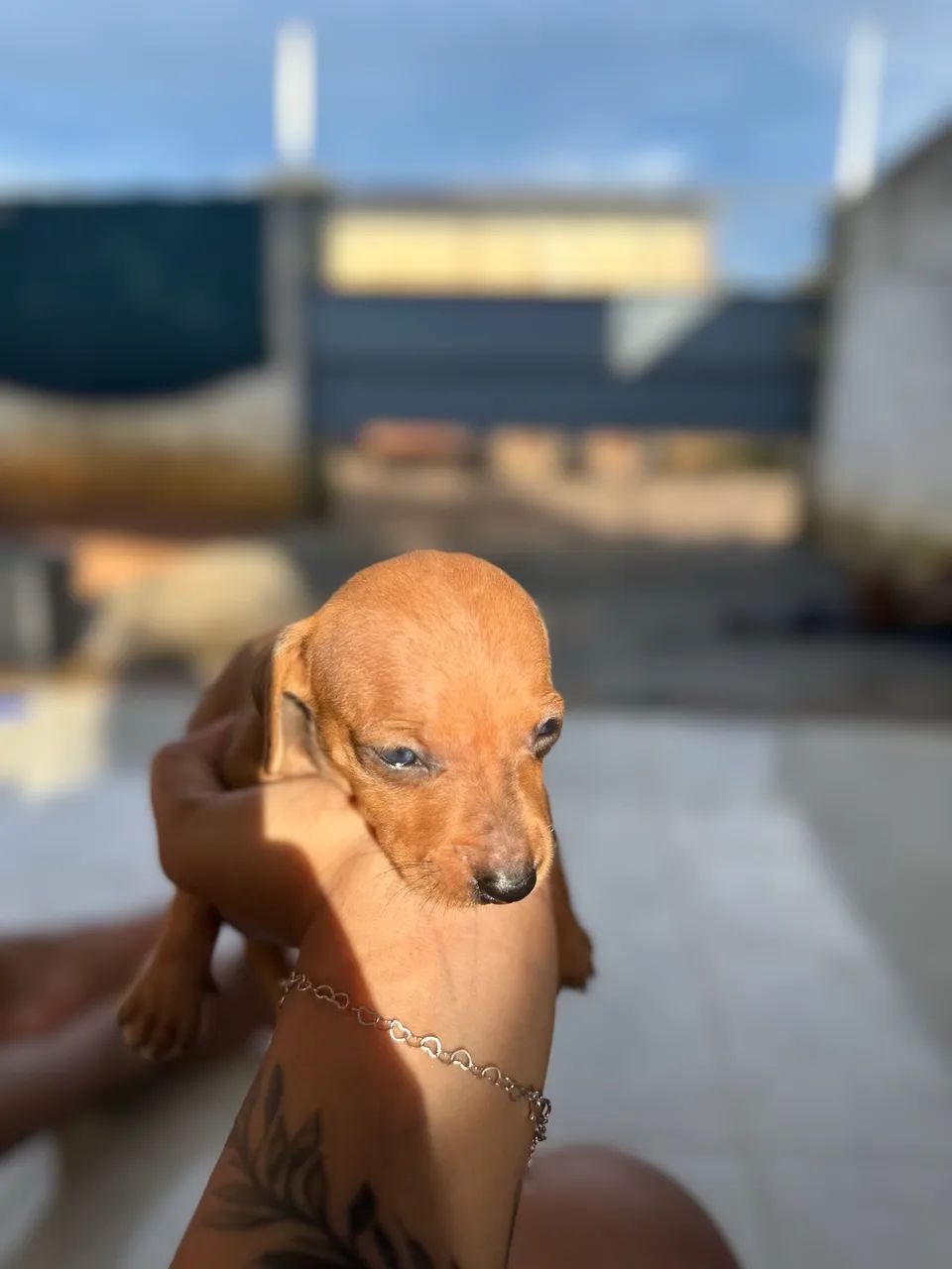 Basset Dachshund  - Foto 2