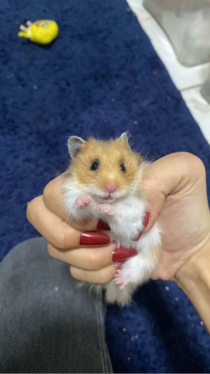 Hamster  - Foto 4