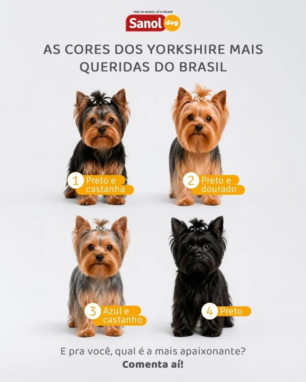 Filhote Yorkshire 