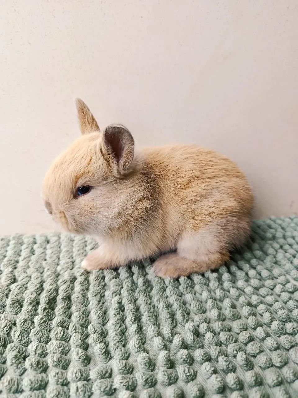 Mini coelho  - Foto 2
