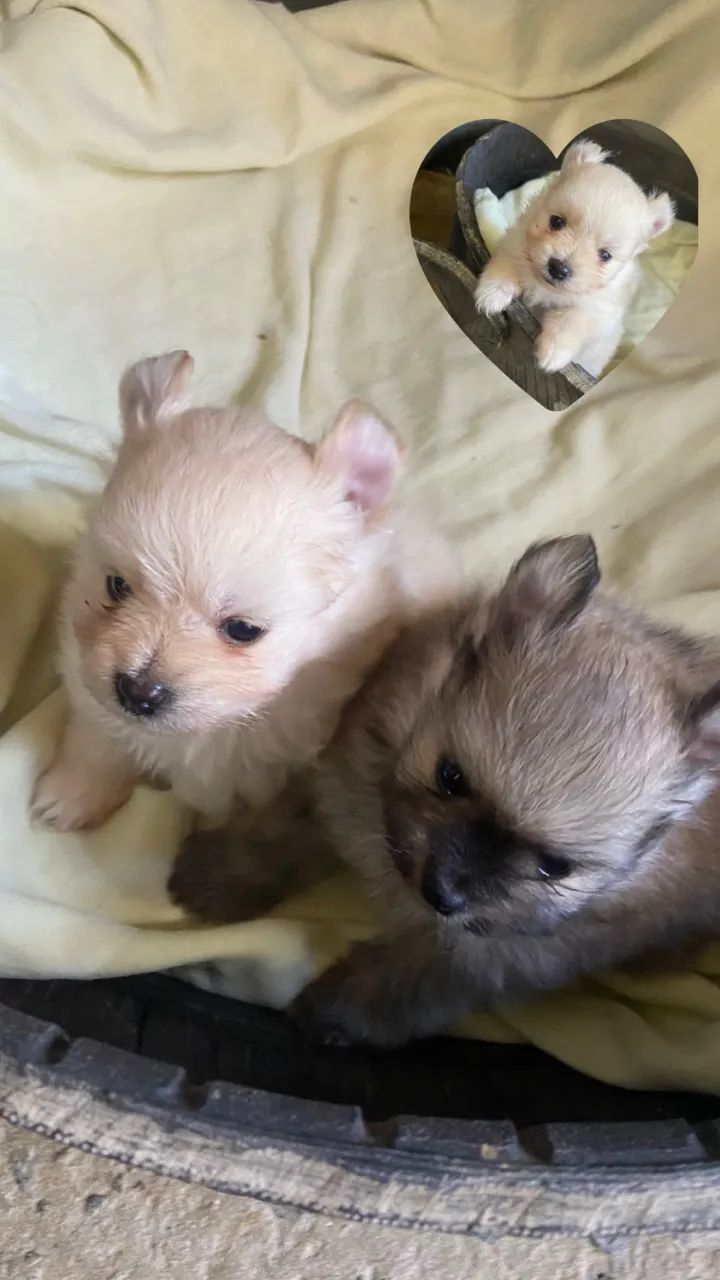 Spitz alemão  - Foto 4