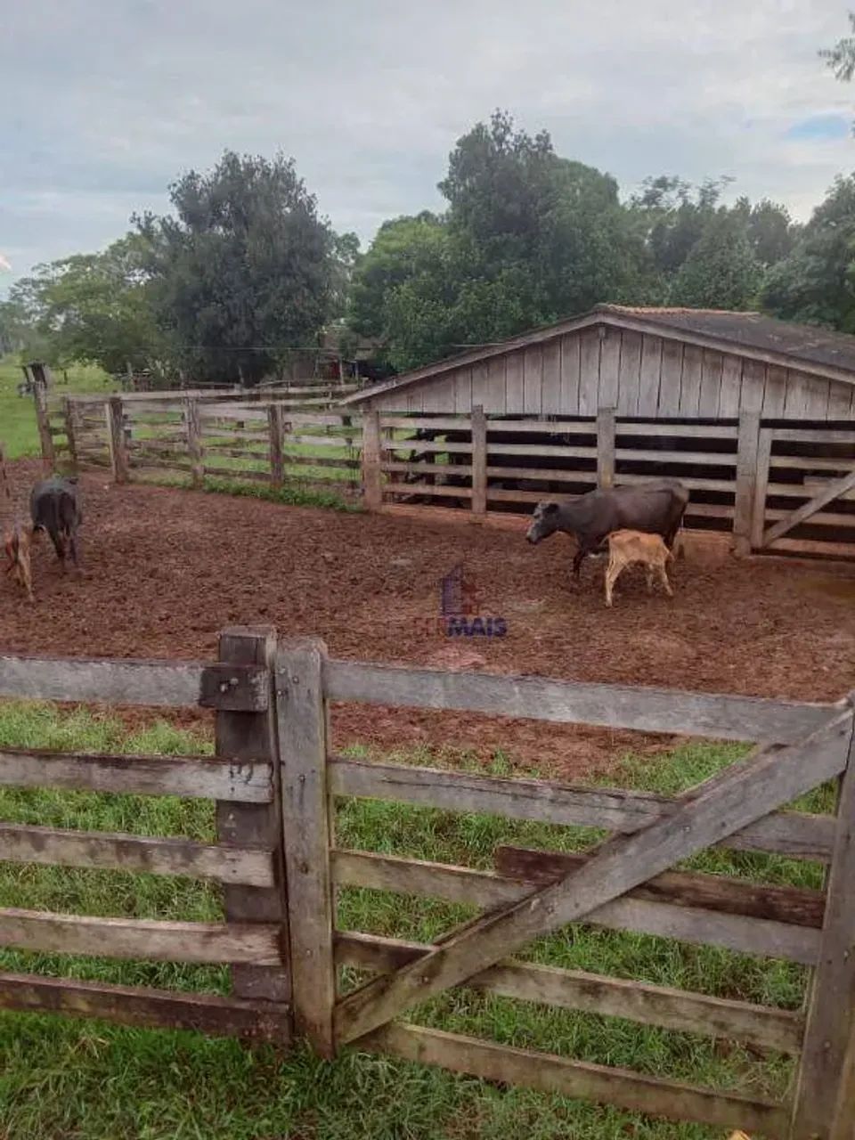 Sítio com 1 dormitório à venda, 363000 m² - Sumaúma - Urupá/RO - Foto 3