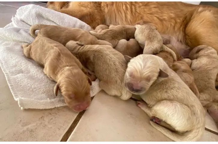 Golden retriever docil, inteligente 