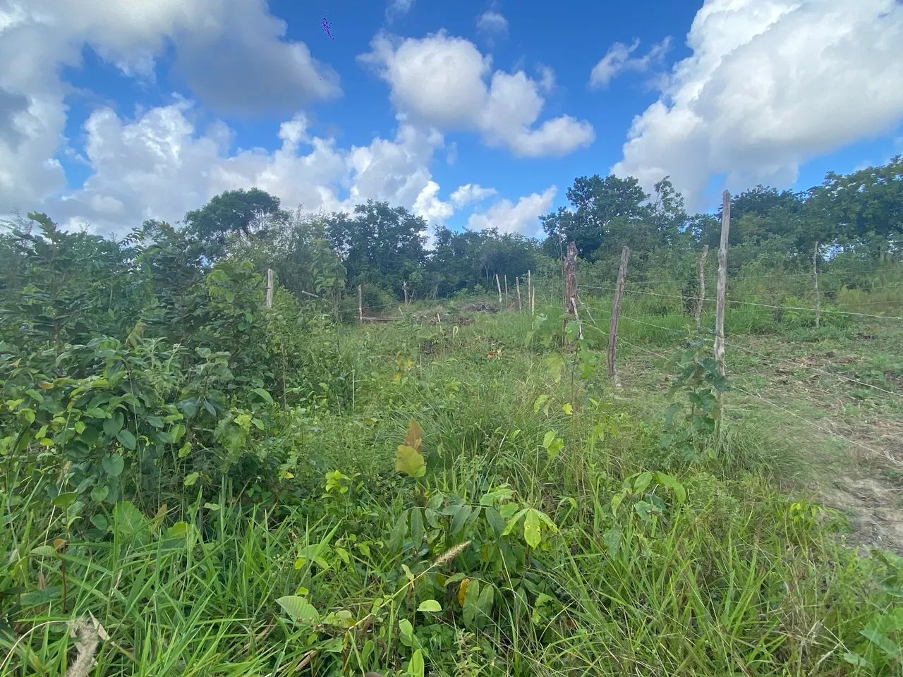 Terreno 