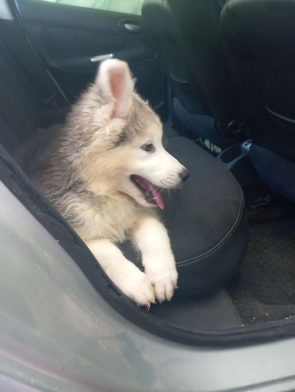 Filhote de Husky Siberiano 