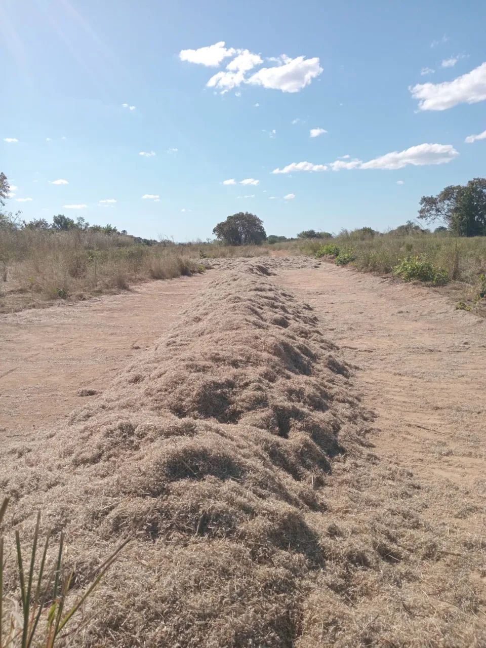Semente de Capim Andropogon - Foto 4