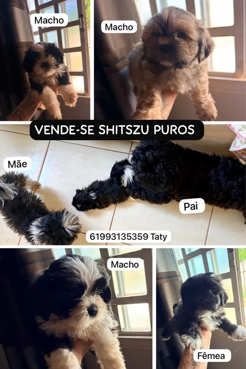  Shitszu 