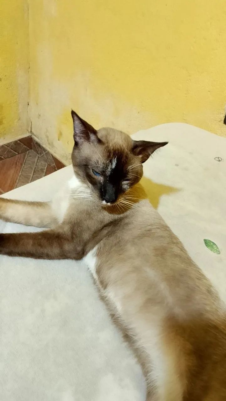 Gato