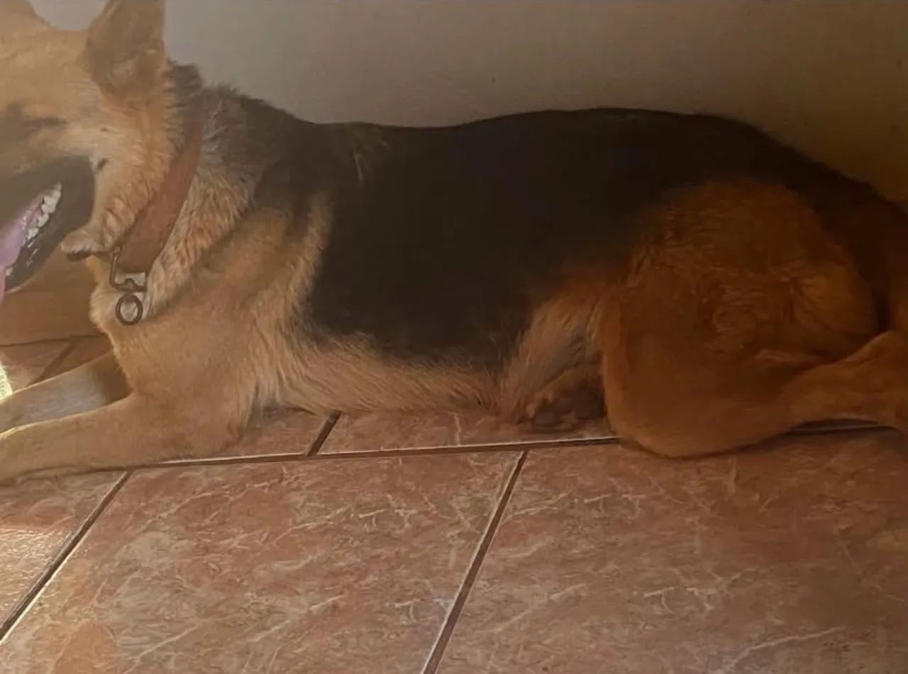 Cachorro - Foto 5