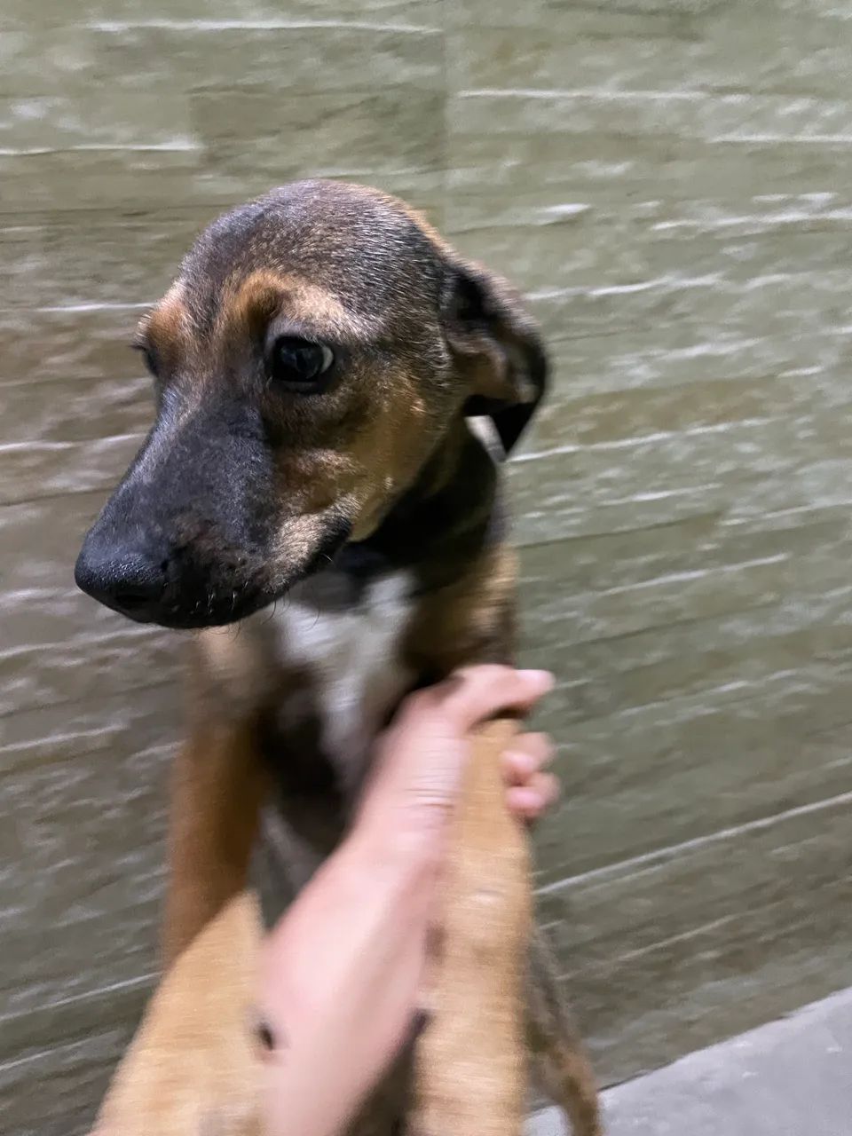 Cachorra vira-lata 6 meses