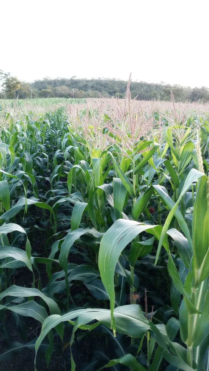 Milho verde na espiga - Foto 2