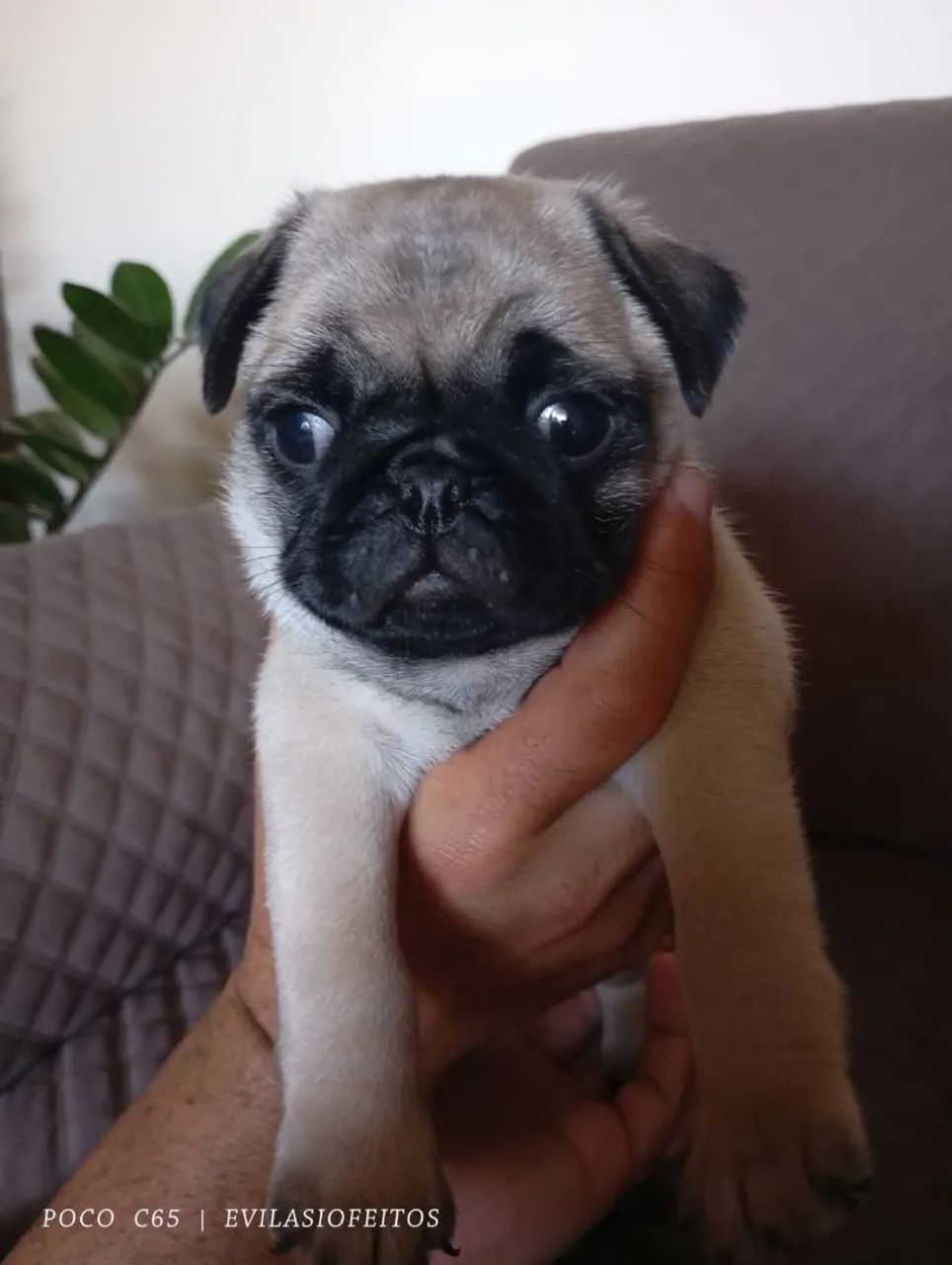 Pug filhote macho - Foto 2