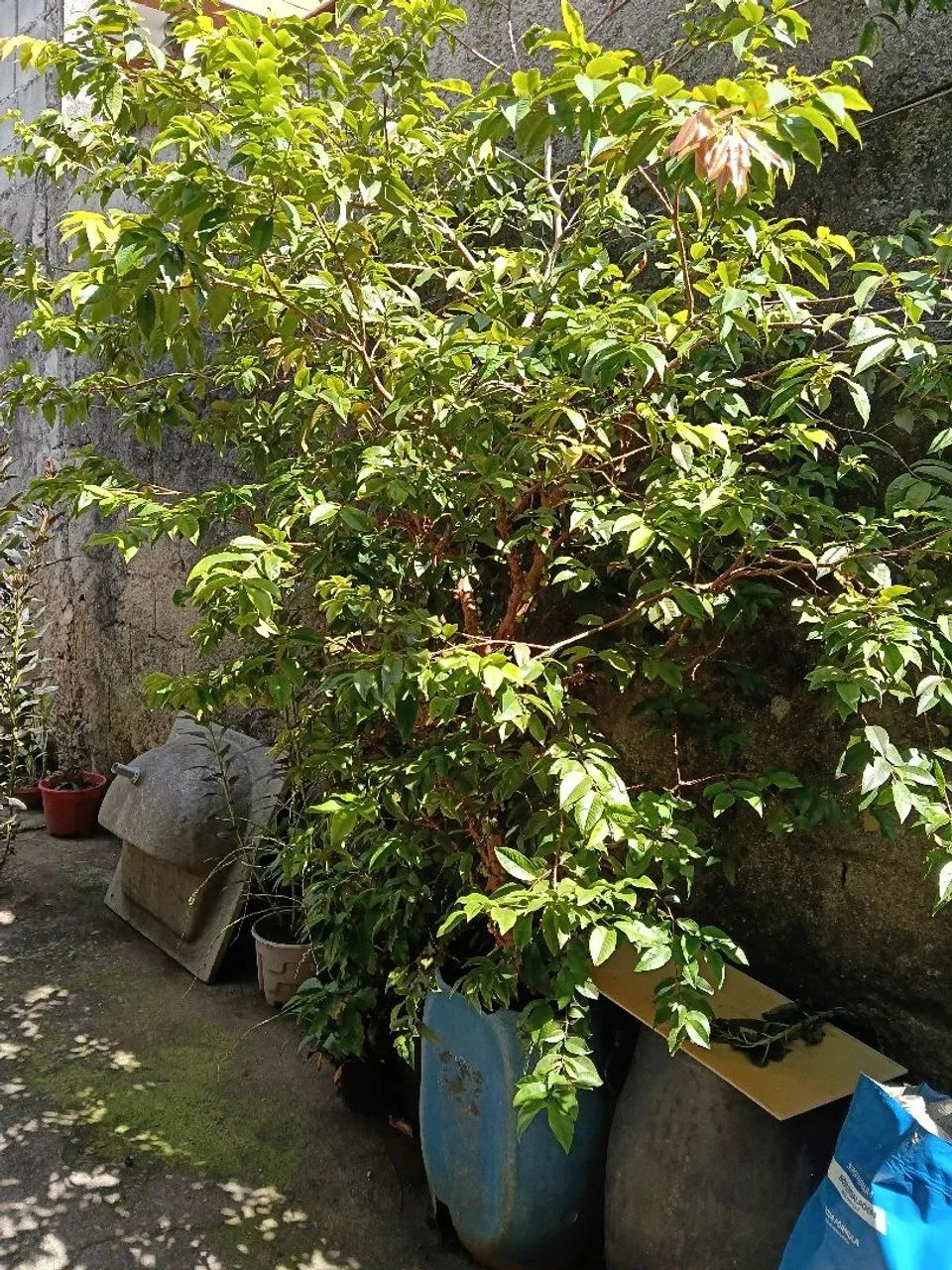 Pé de Jabuticaba  - Foto 5