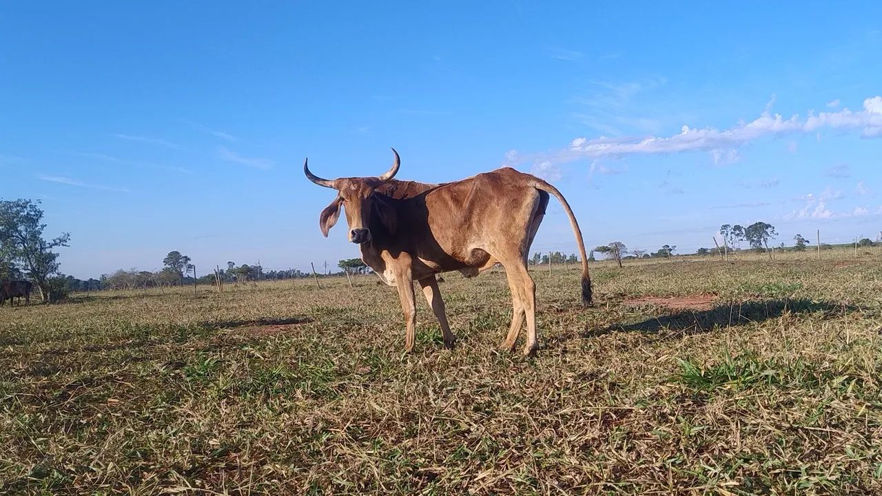 Vendo lote com 10 vacas 4 Garrotes 1 touro - Foto 3