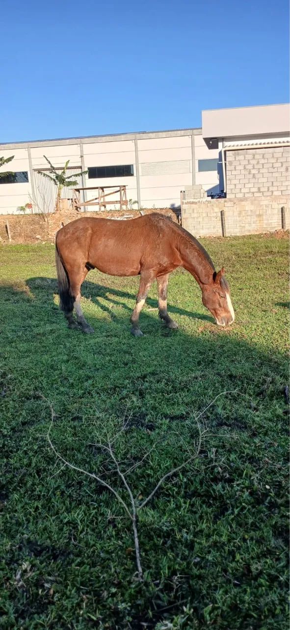 Vendo cavalo