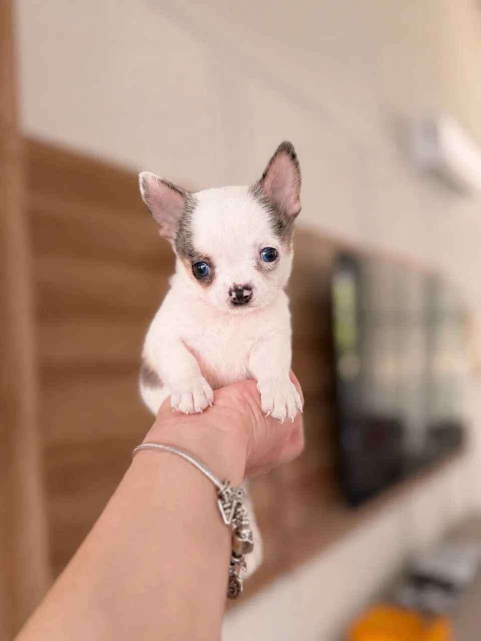 Bebês chihuahuas para exigentes 