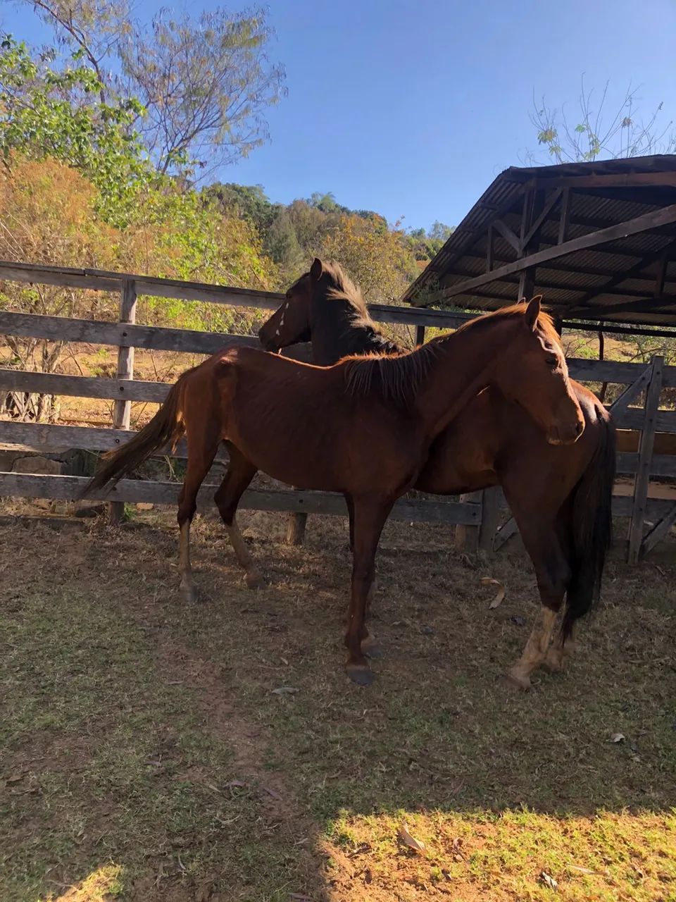 Cavalos - Foto 4