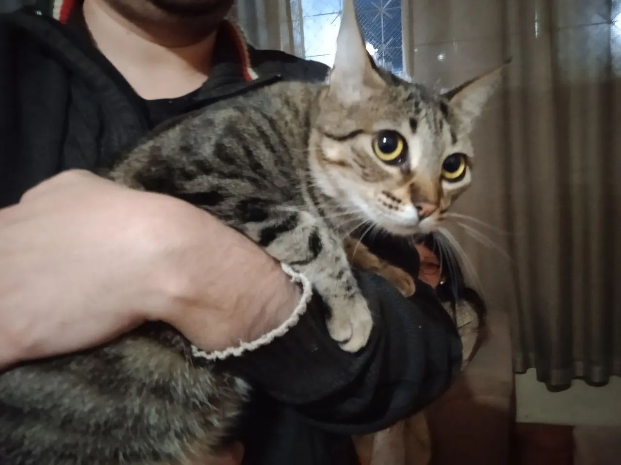 Gatos para adoção - CASAL - Foto 2