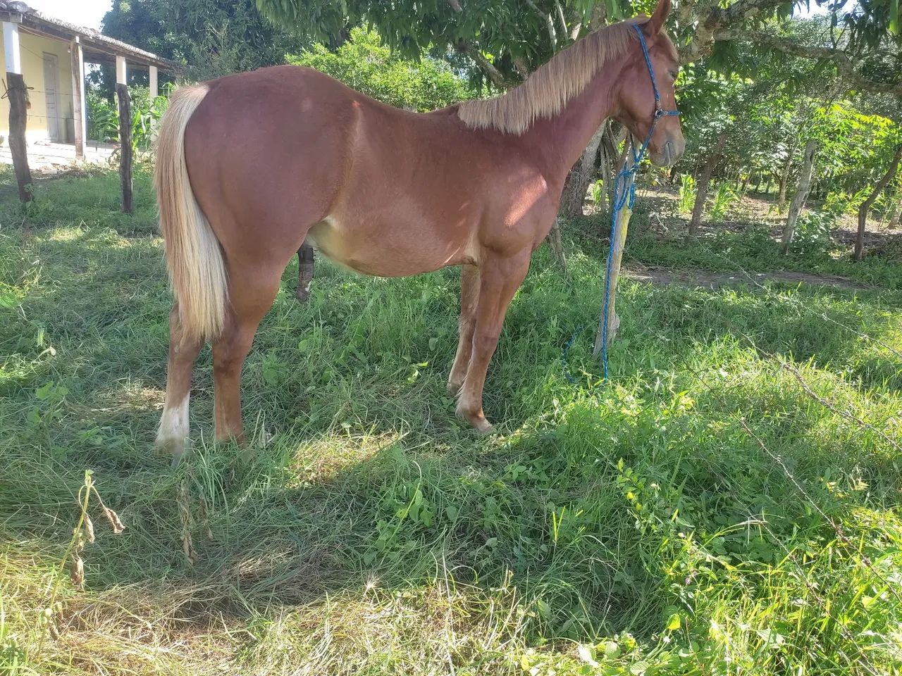 Potro quarto de milha a venda  - Foto 6