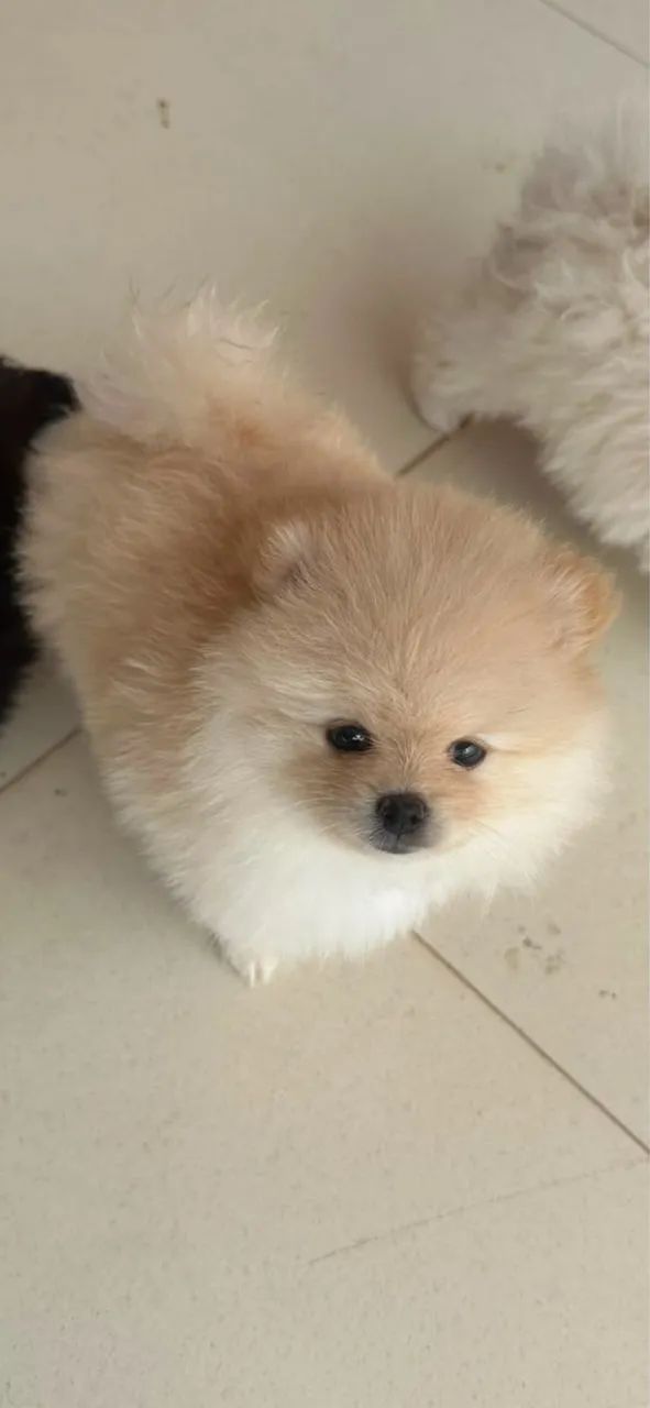 Spitz alemão  - Foto 3