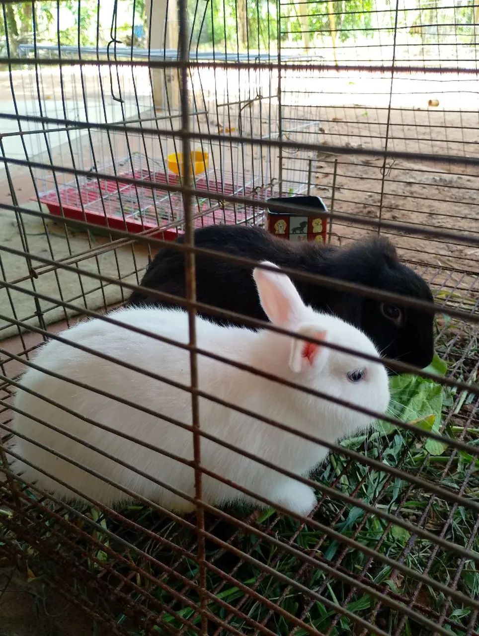 Vende-se mini coelhas - Foto 2