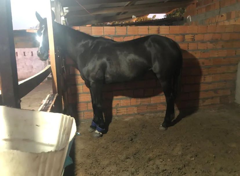 Vendo égua de esteira mais está já correndo de puxada 