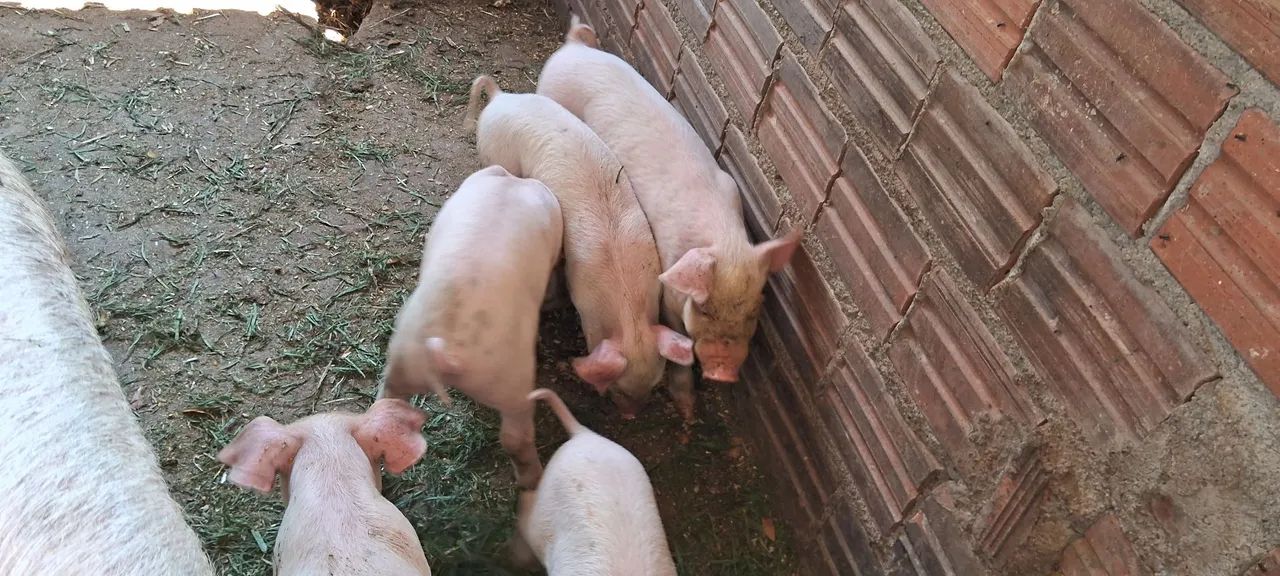 Leitao com 50 dias - Foto 2