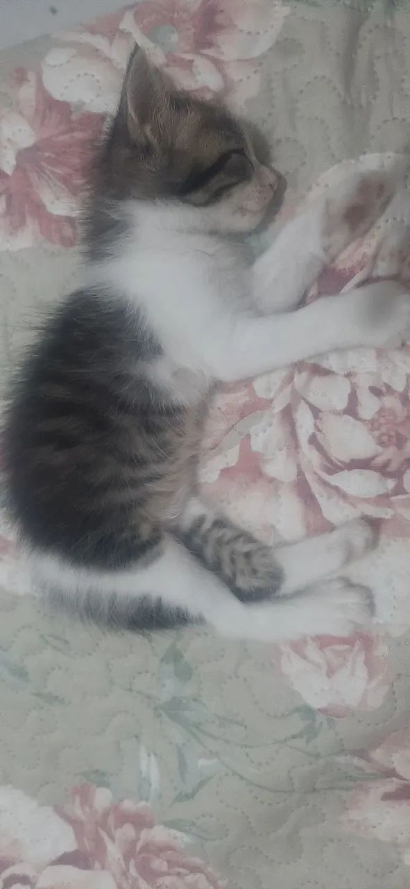 ? ADOÇÃO URGENTE! ?<br><br>  - Foto 3