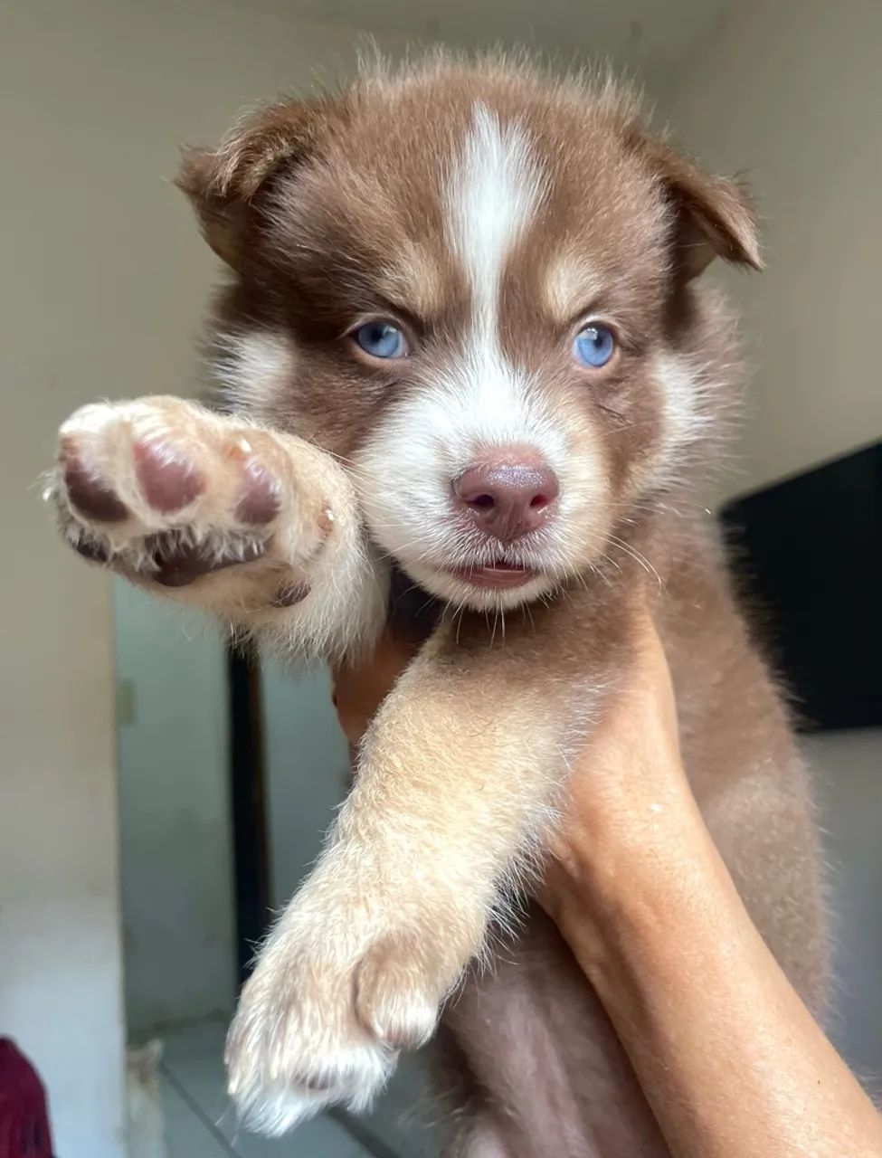Husky siberiano  - Foto 3