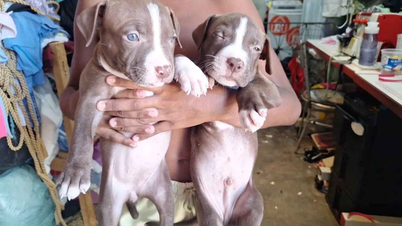 Pitbull  - Foto 2