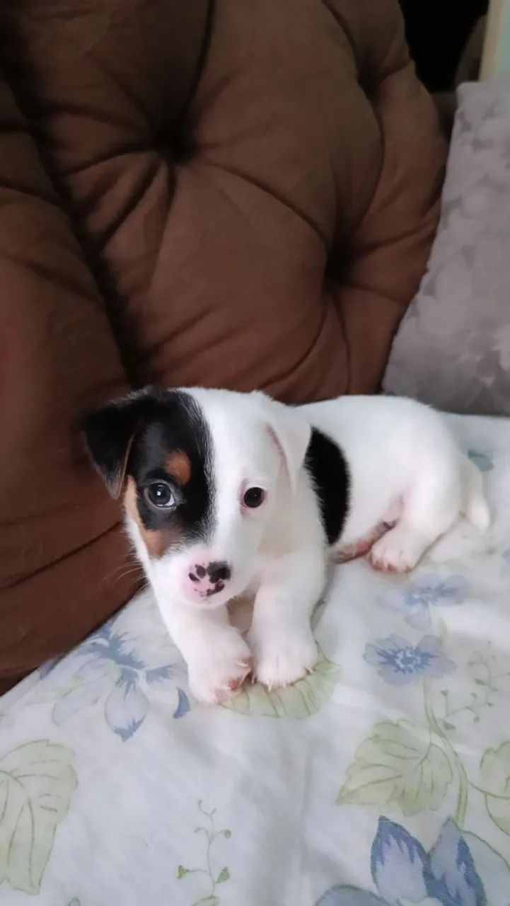 Jack Russell Terrier  - Foto 4