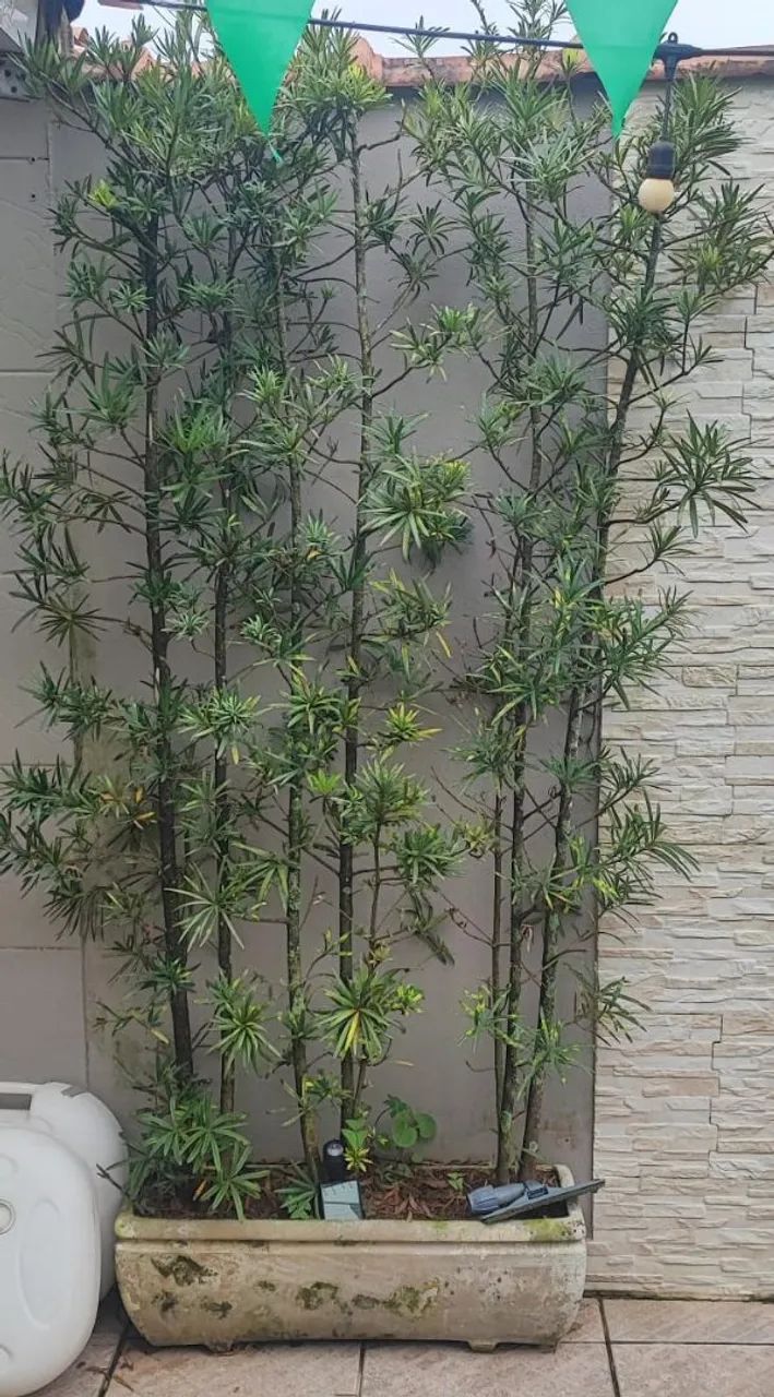 Planta com vaso  - Foto 4