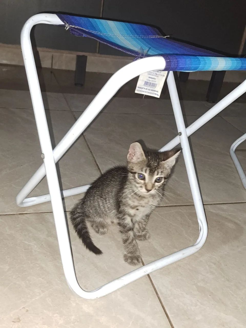 Gato macho de 4 meses 