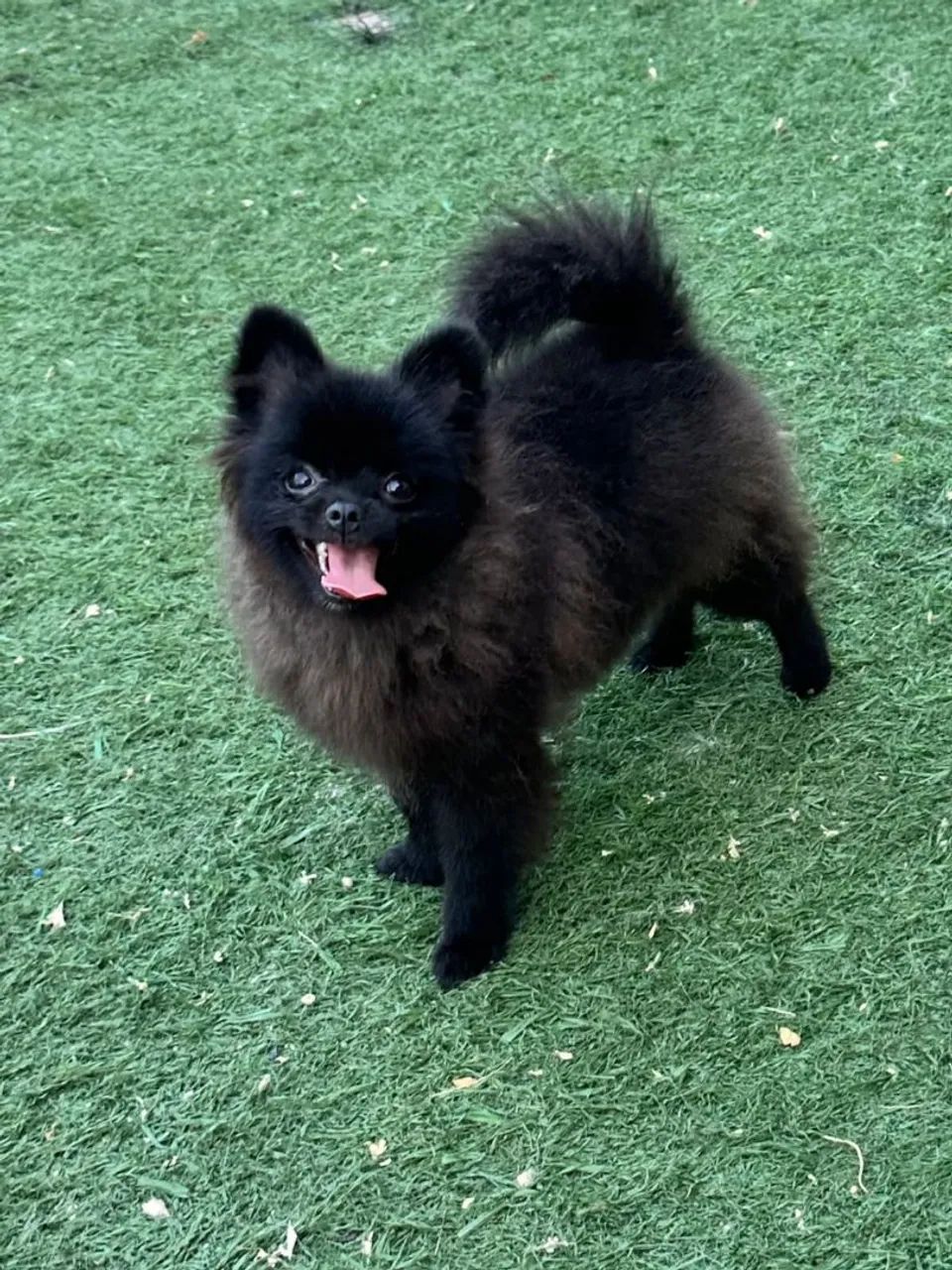 Lulu - Foto 3