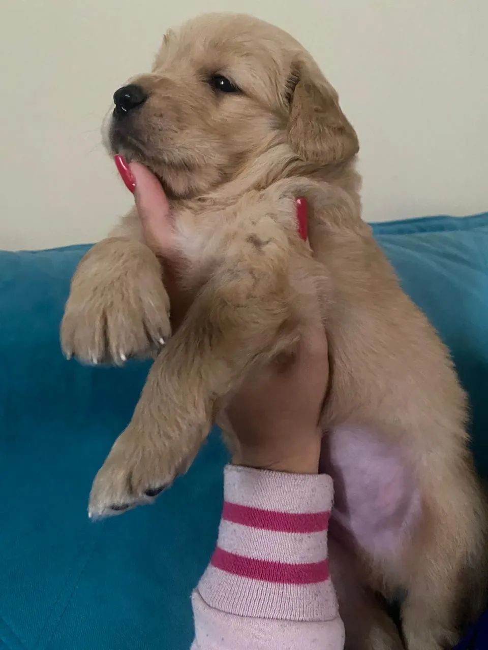 Golden retriever Casal 