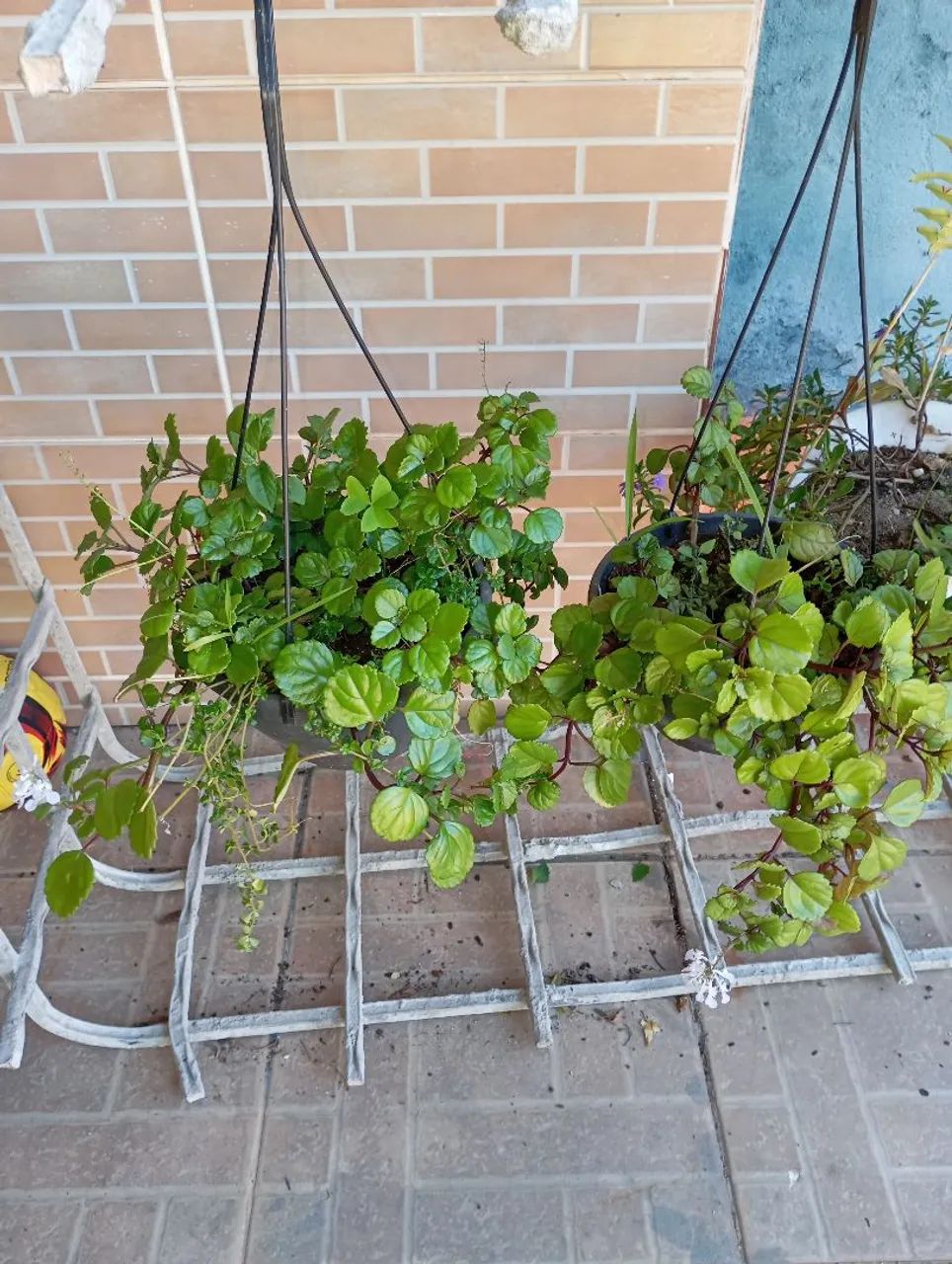 Sementes e plantas 