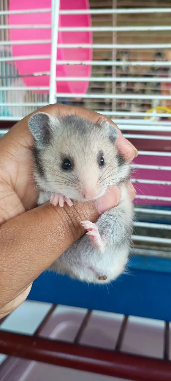 Hamsters anão russo e Sirios