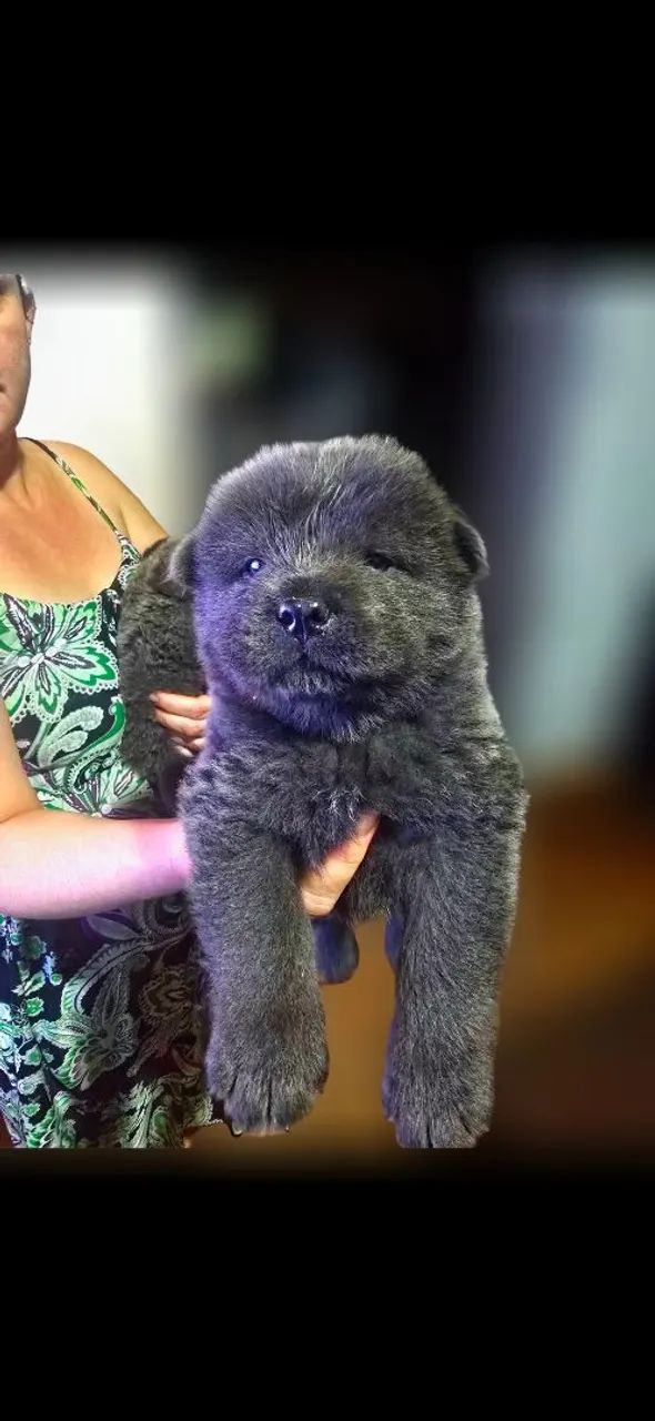 Filhotes de chow chow - Foto 2