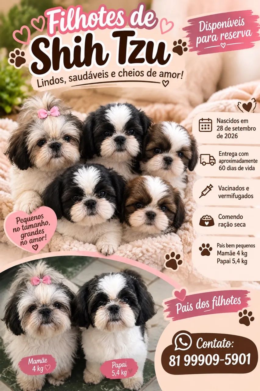 Shitzu filhote fêmea e macho - Cachorros - João Alfredo 1541100708