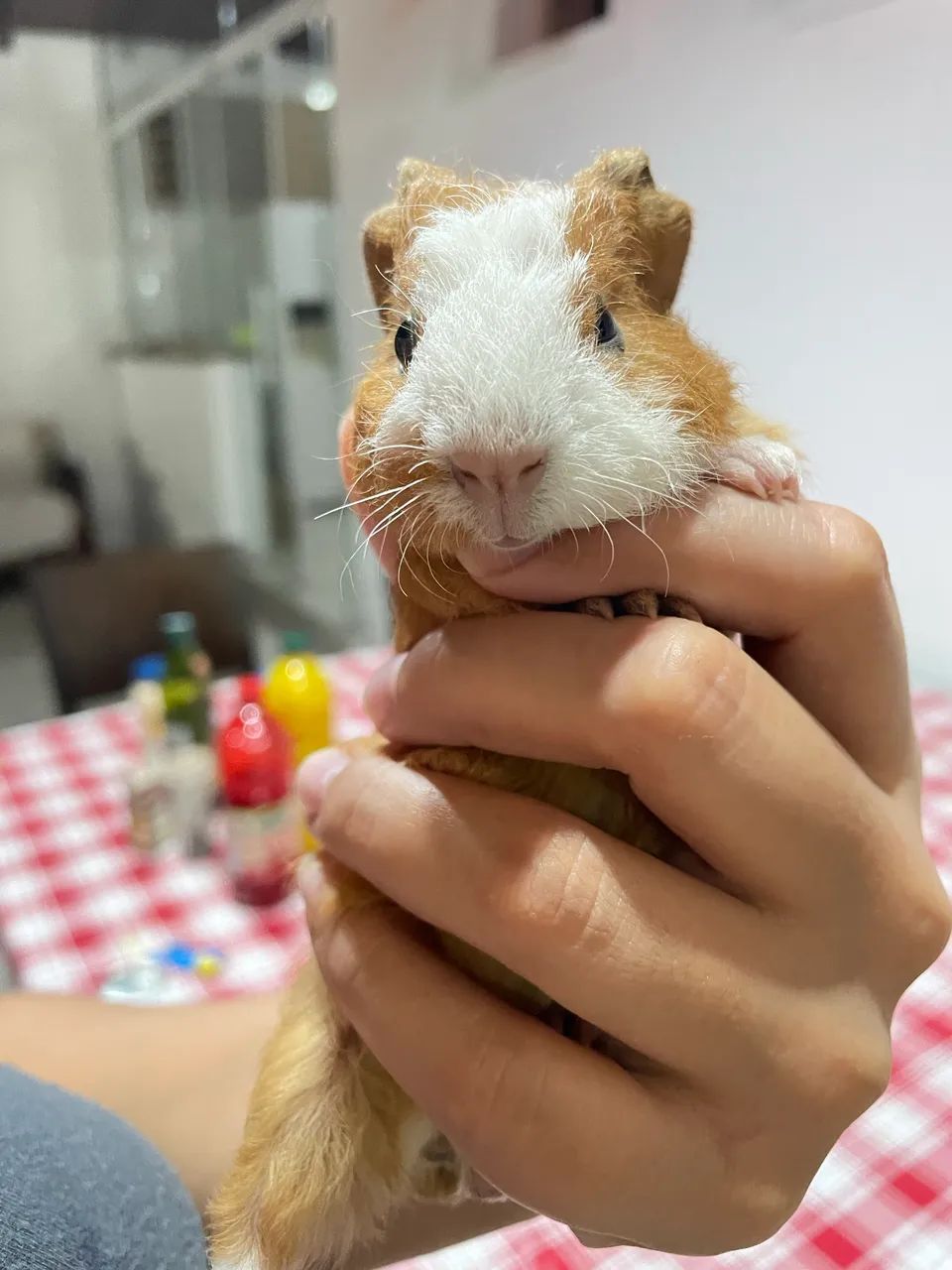 Porquinhos da índia  - Foto 4