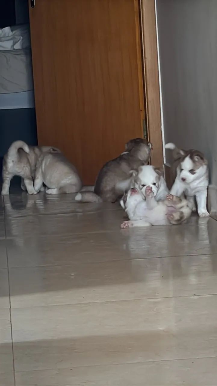 Husky siberiano  - Foto 4