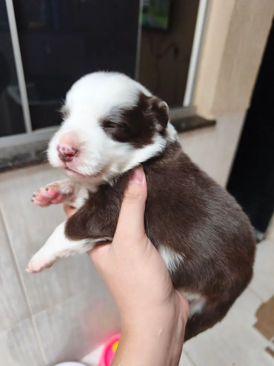 Border Collie  - Foto 4