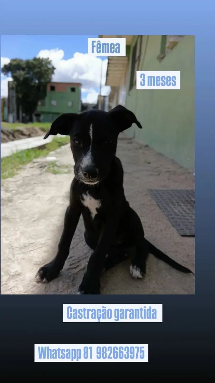 Cadela - Foto 2