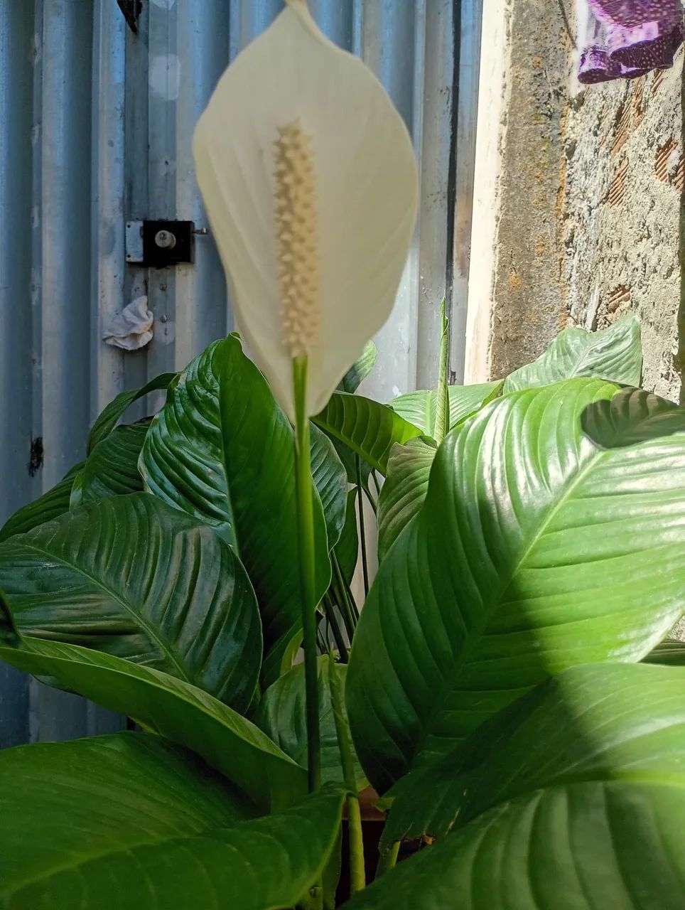 LÍRIOS DA PAZ COM FLOR  - Foto 4