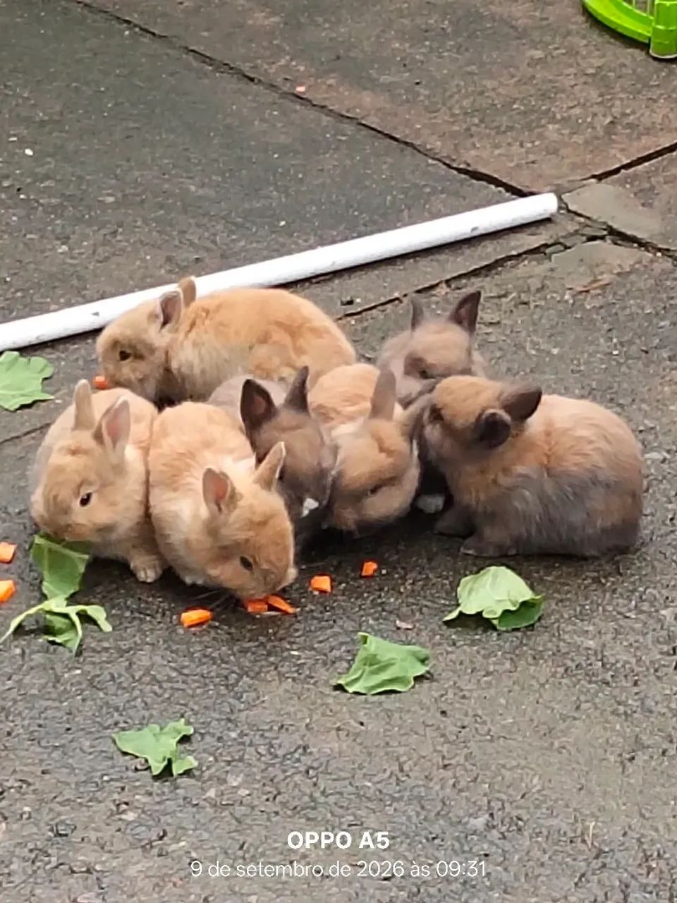 Coelhos  - Foto 2