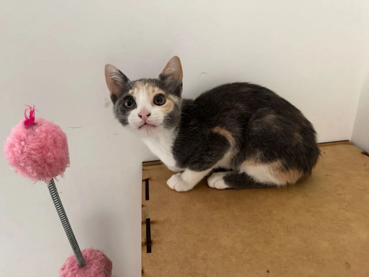 Gatinha fêmea 2 meses