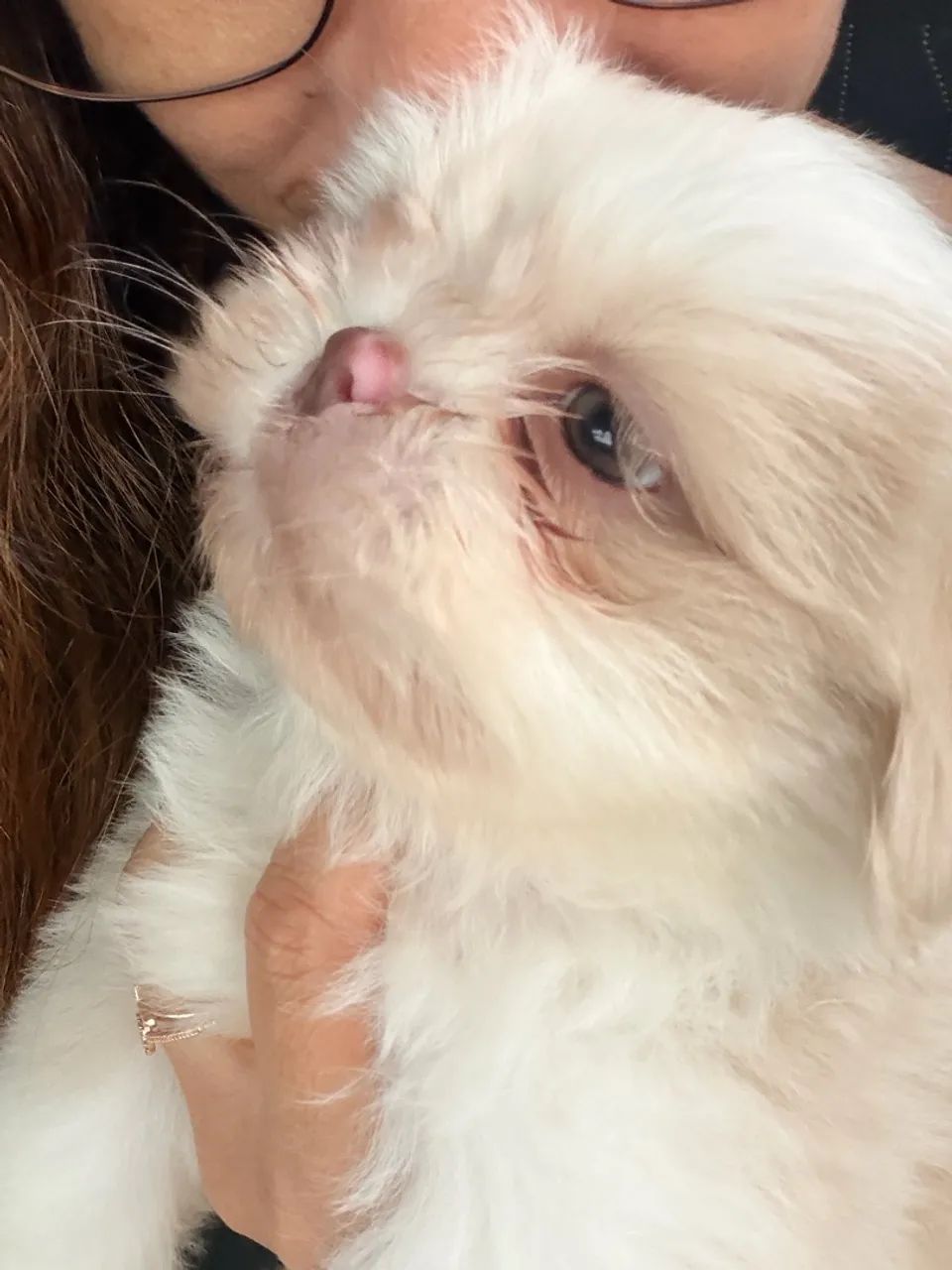 Shitsu machinho branco com areia  - Foto 2