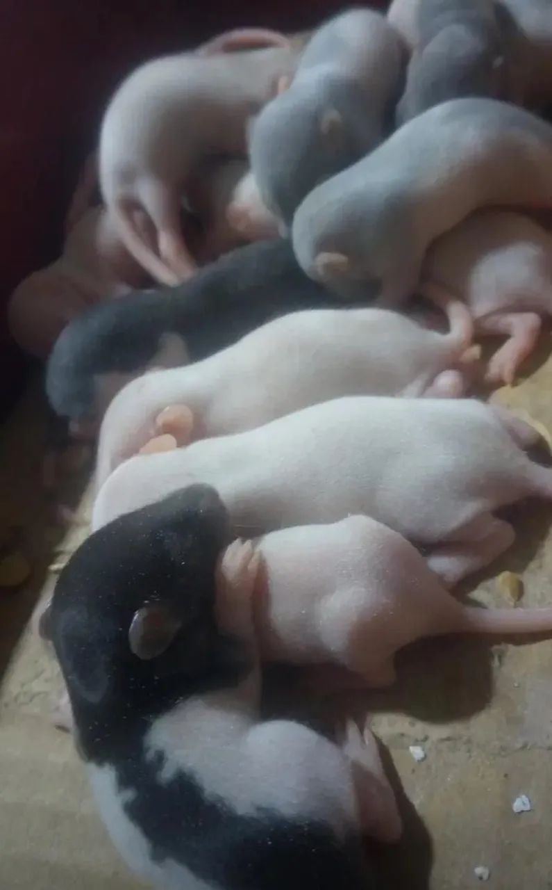 Rato Twister/Dumbo+Gaiola