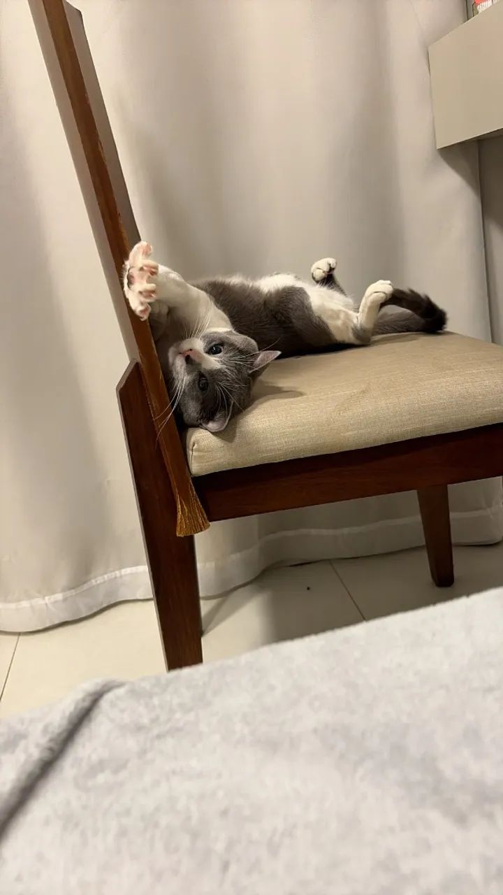 Gato macho - Foto 5