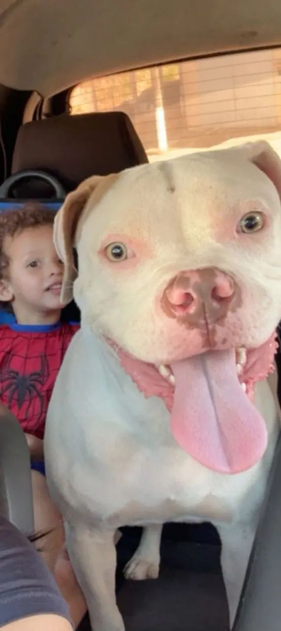 DOA- SE AMERICAN BULLY  - Foto 3